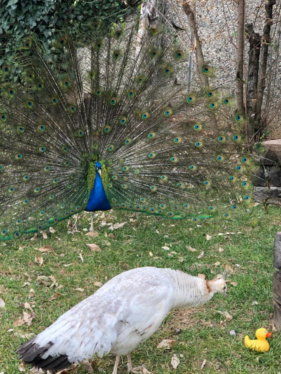 "Ai 4 Soli" Cermenate Bagian luar foto